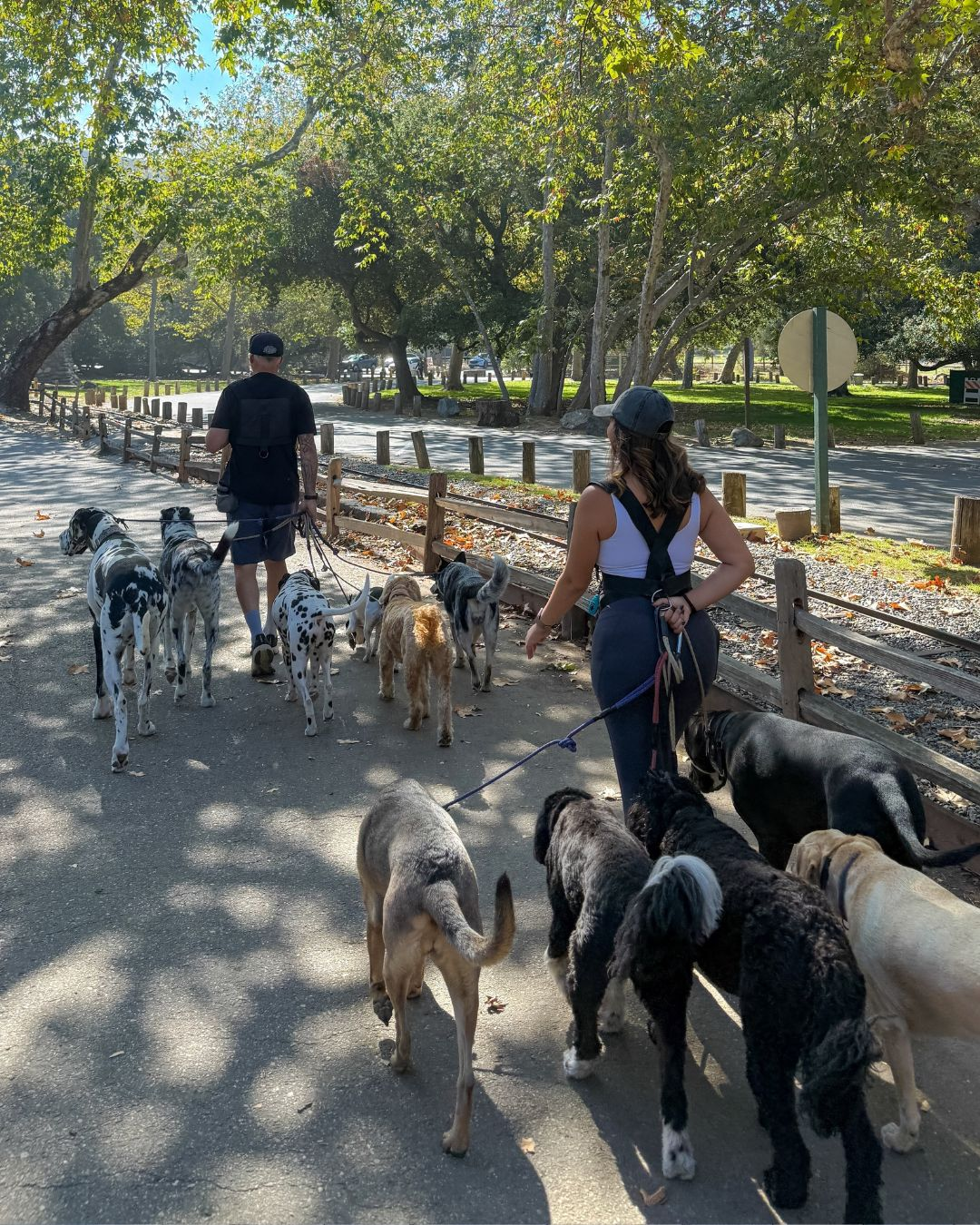 Structured Pack Walks in Orange & North Tustin, CA