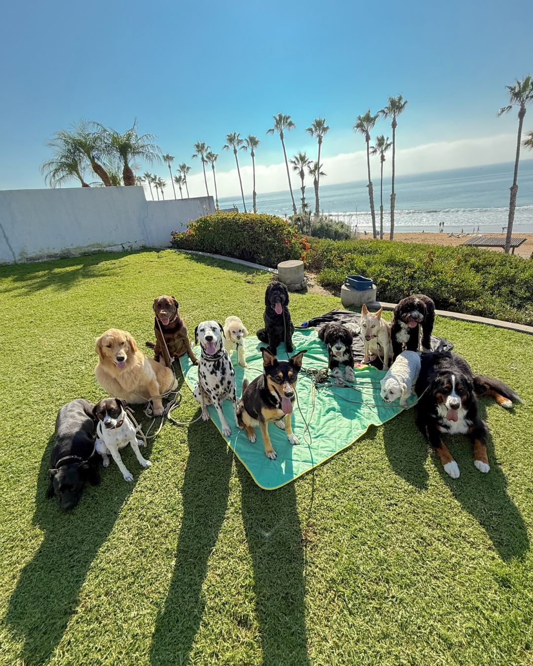 Achieve better leash walking by incorporating structured dog walking