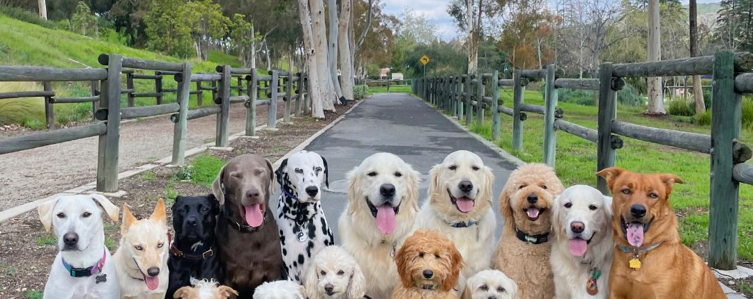 Buddies Dog Pack Walking