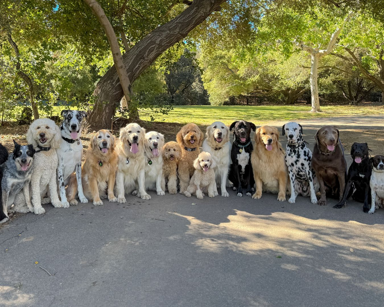 Promote the mental and physical well-being of your dogs through exercise