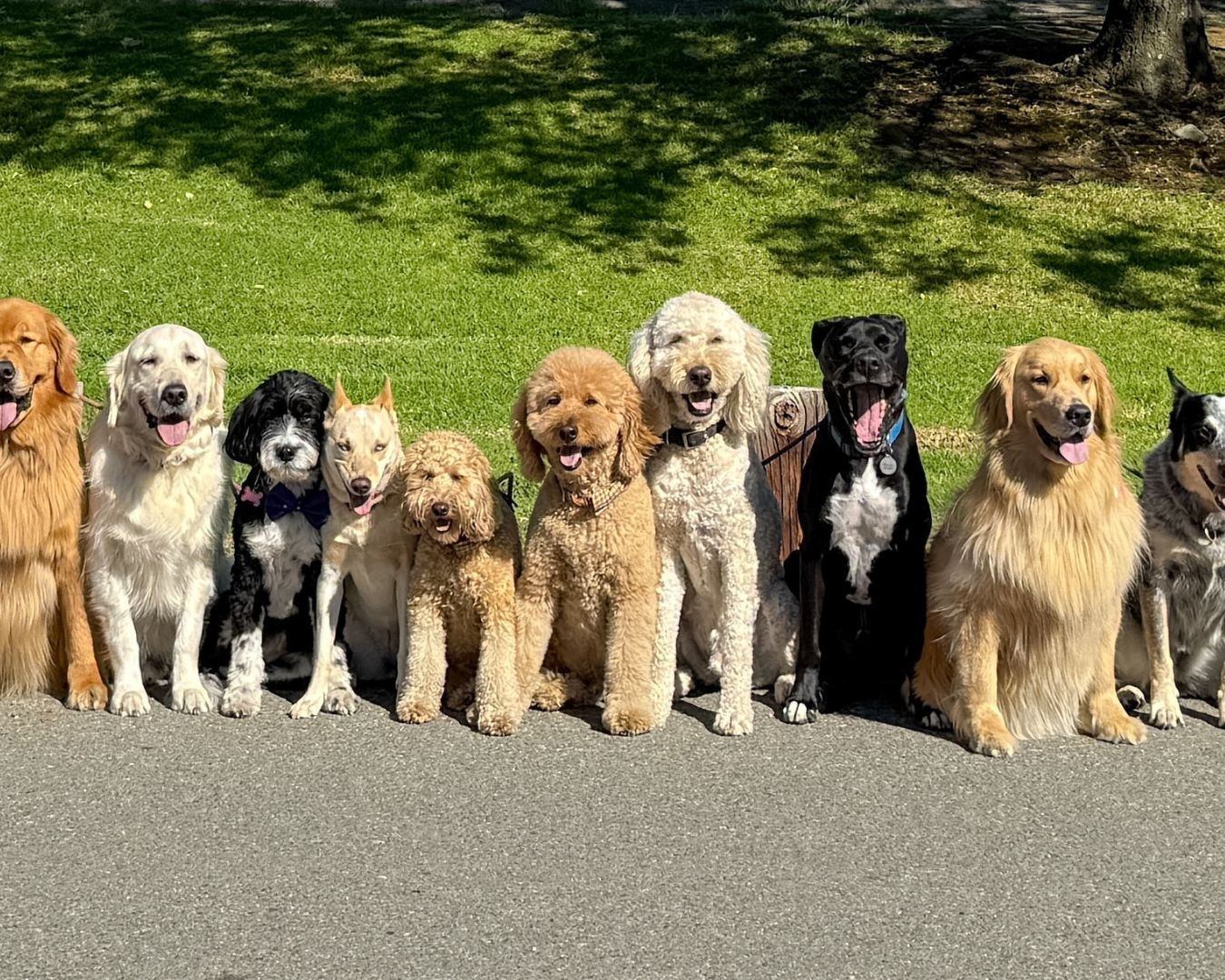 Dog socialization, exercise, and mental enrichment