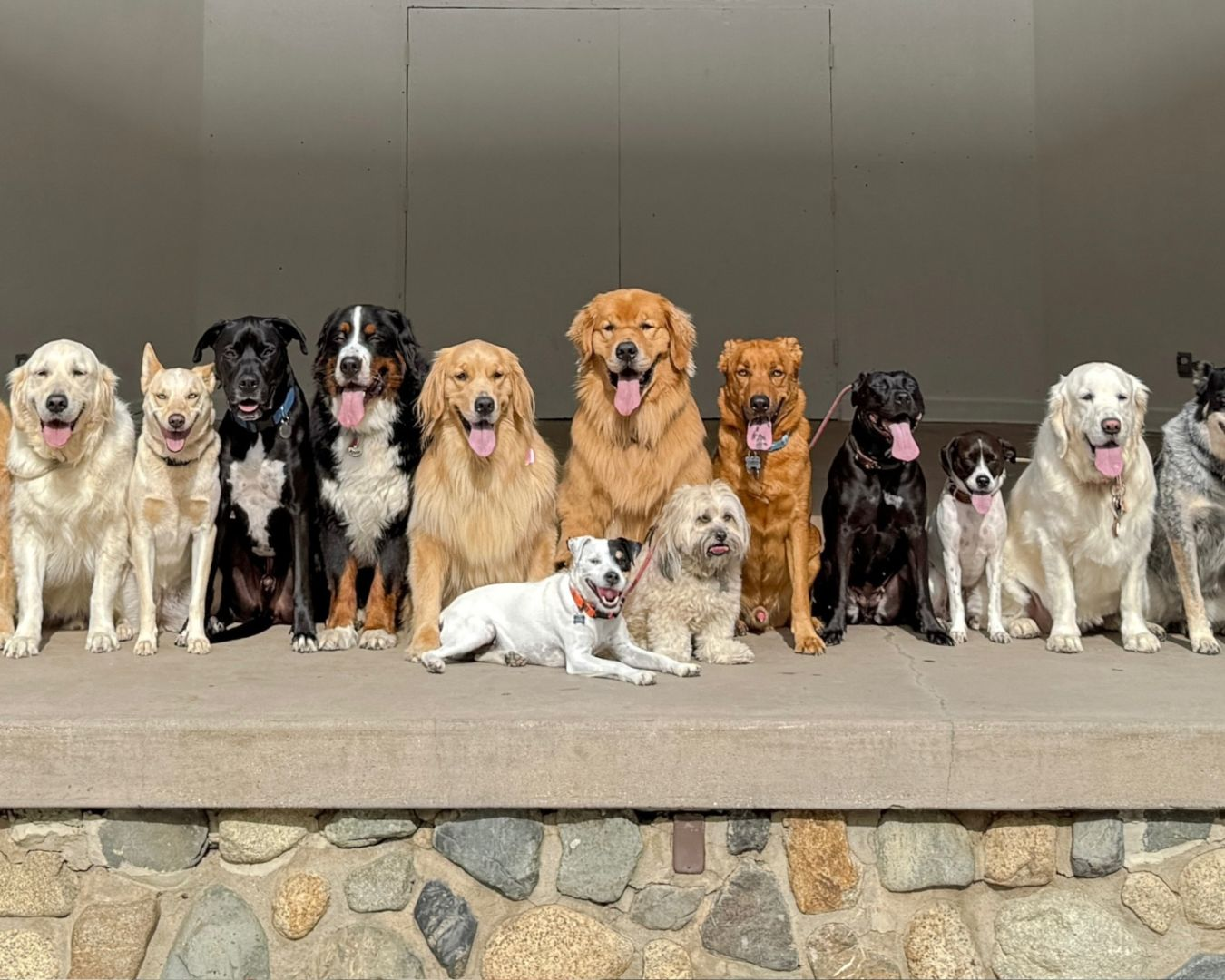 Buddies Dog Walking