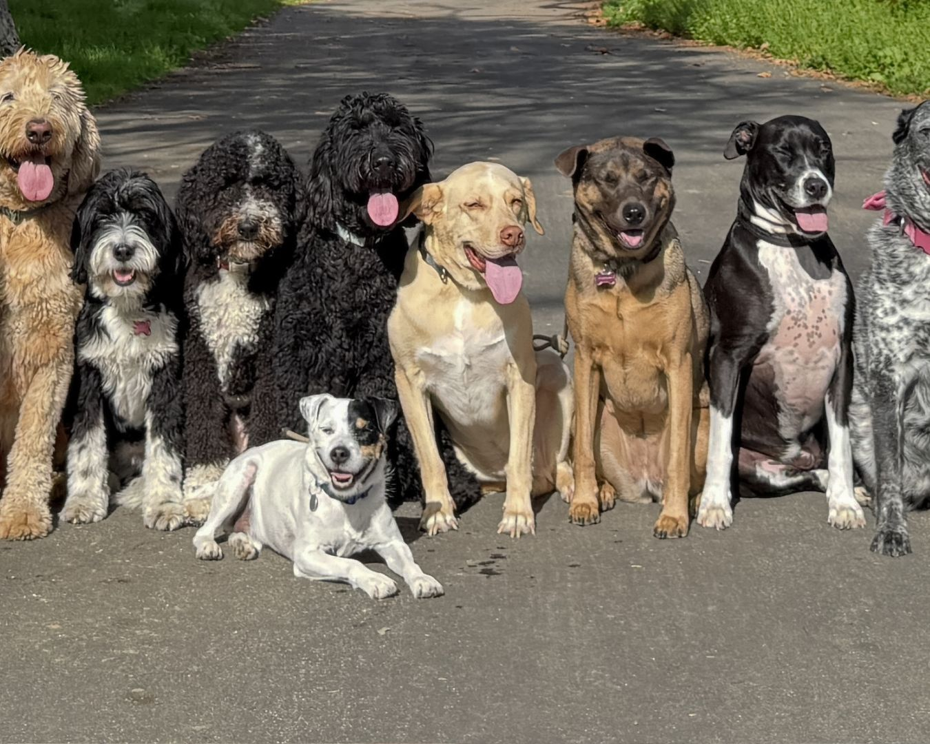 Buddies Dog Walking provides structured Pack Walks