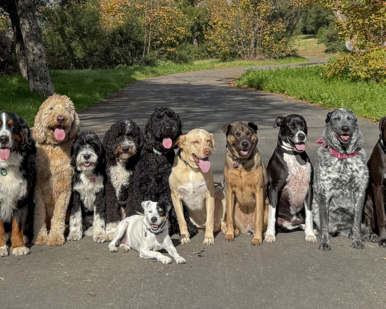 Enjoy returning home to a calm and well-behaved dog after a long day